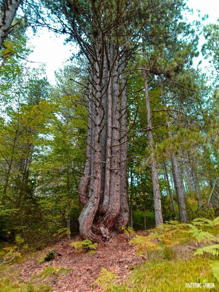 танцът на менадите