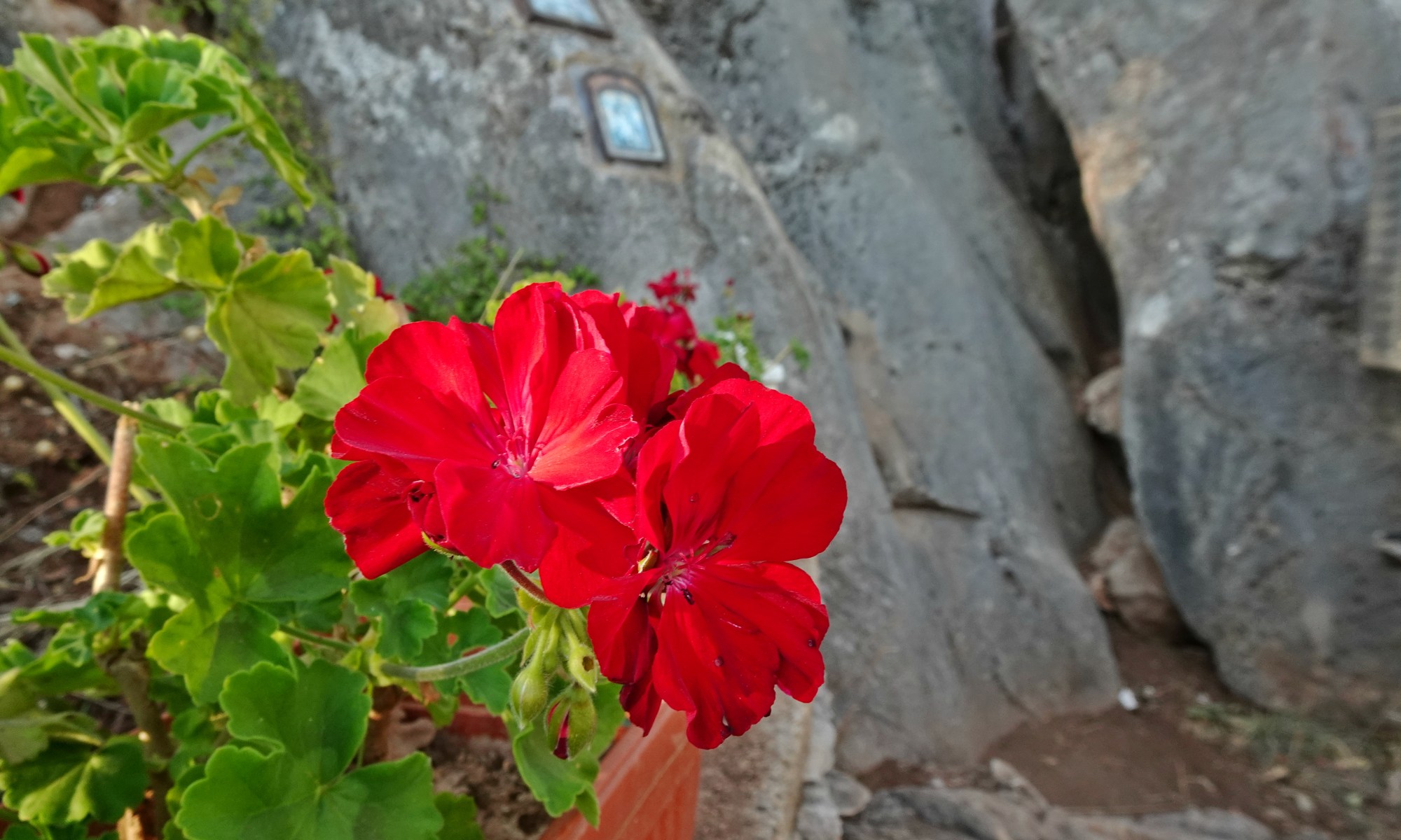 Богородична стъпка, привиралка