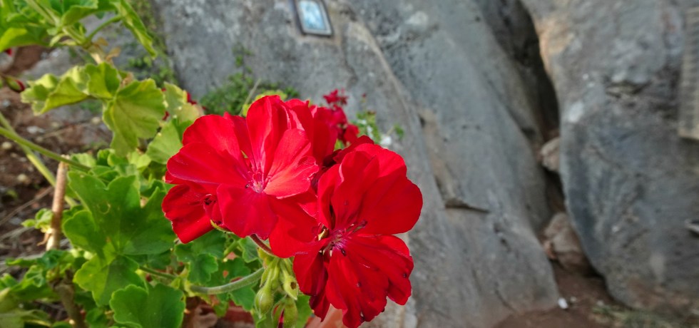 Богородична стъпка, привиралка