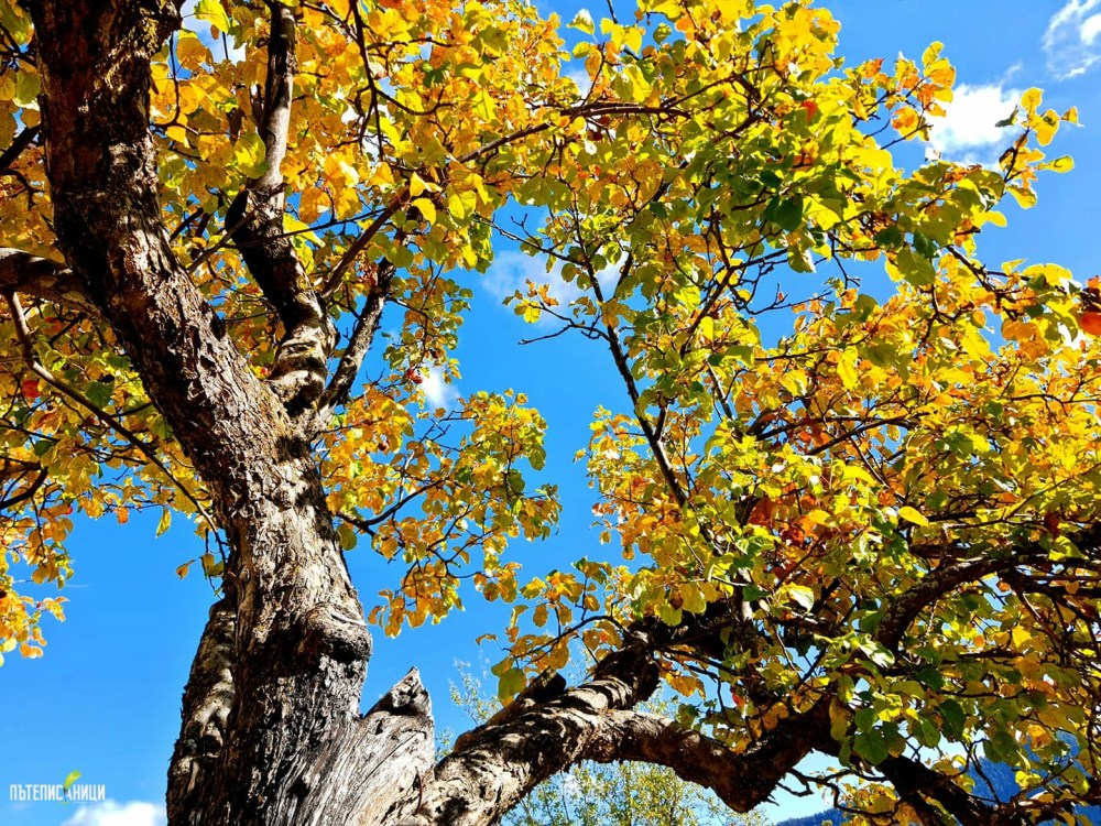 Гела, есен, Родопи