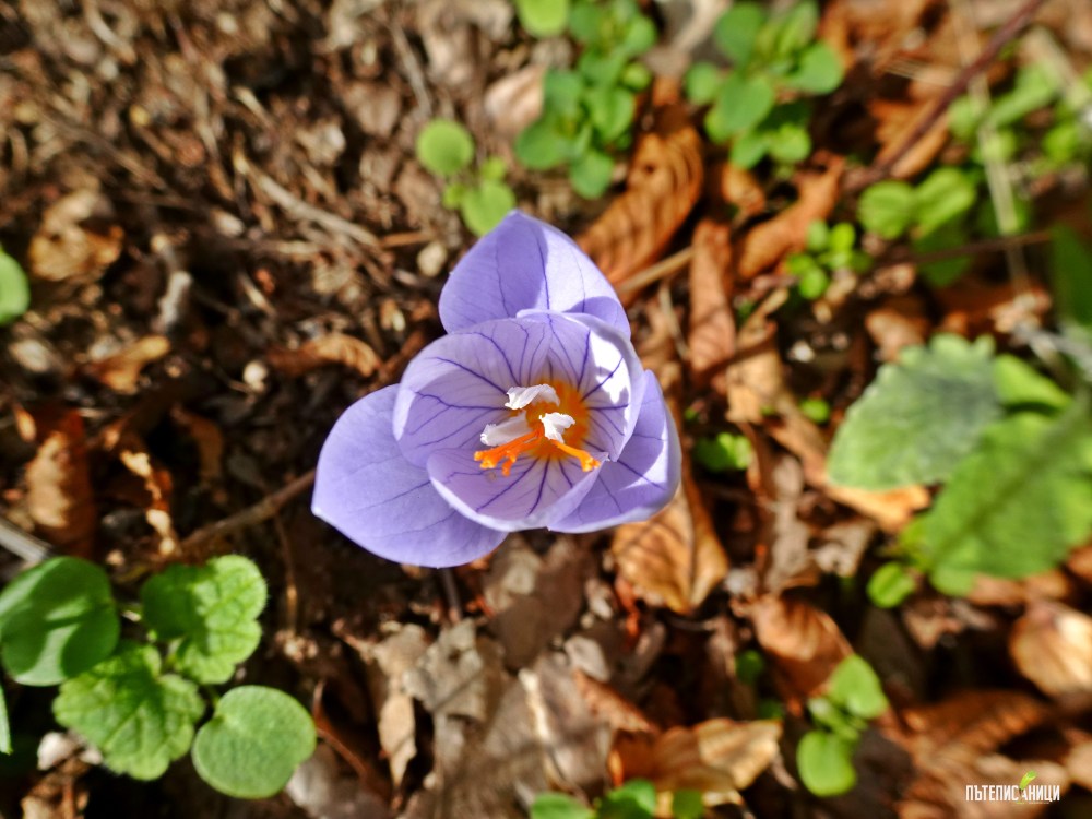 Винишки камък, Мъглиж