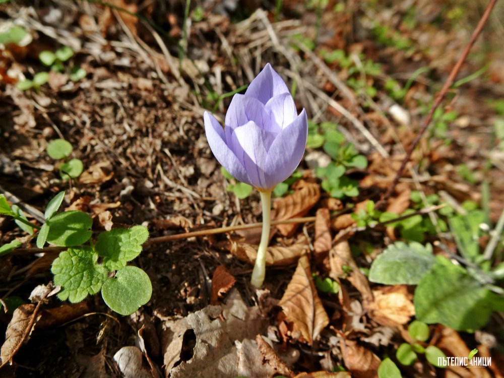 Винишки камък, Мъглиж